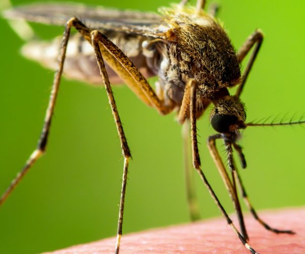 डेंगू-चिकनगुनिया के मच्छरों को दूर रखने में मददगार हैं ये तेल